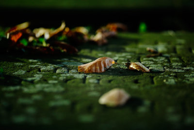 20151013 - Leaf on Grave by Bike Light