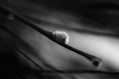 20151029 - The Trouble with Tribbles