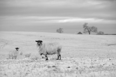 20160117 - Dusting