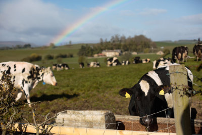 20160503 - Cows and Bow