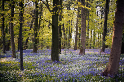 20160512 - Bluebells and Wild Garlic