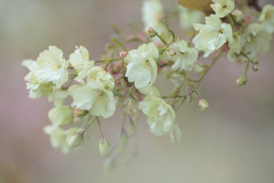 20160513 - Mixed Blossoms