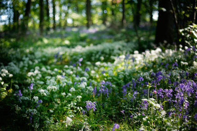 20160524 - More Bluebells and Wild Garlic