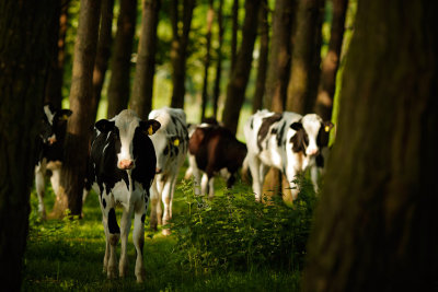 20160528 - Curious Coos
