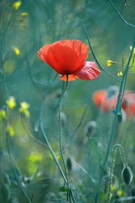 20160614 - Poppies are Out