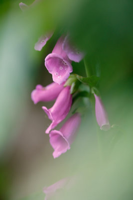 20160623 - Foxglove