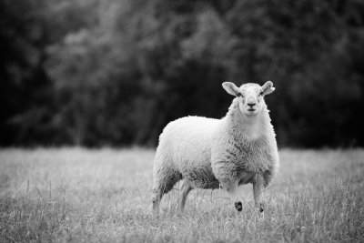 20160715 - Sheep