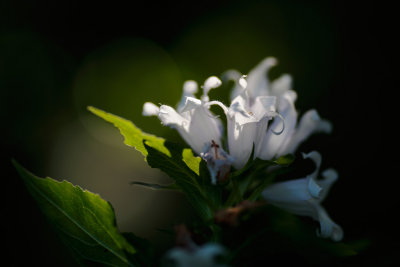20160801 - Campanula