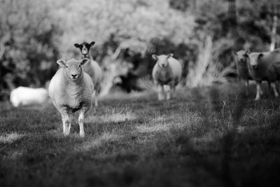 20160816 - Watchers
