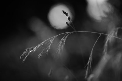 20160817 - Gone to Seed