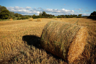20160822 - Bale