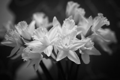 20170117 - Don't be Daffed