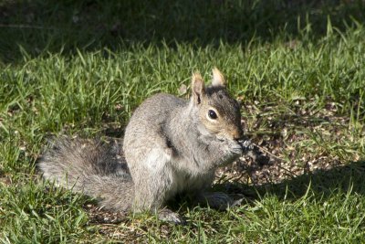 an unknown type of squirrel in the garden today