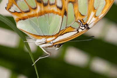Butterfly - Vlinder - Papillion