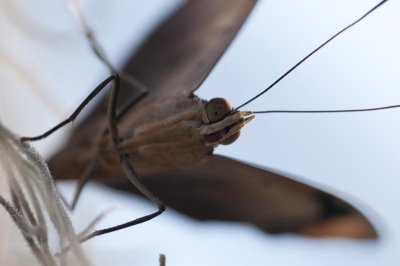 _DSC5451