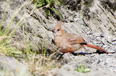 cardinal