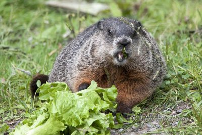 eating groundhog