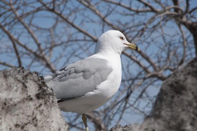 meeuwen - gulls - goélands