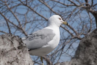 meeuwen - gulls - golands