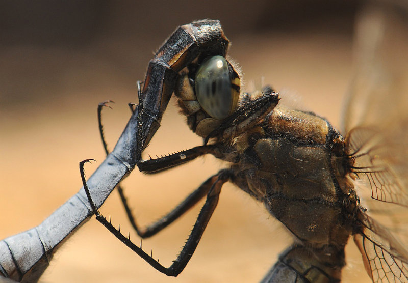 Gewone oeverlibel -Black tailed Skimmer