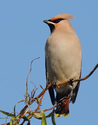 Pestvogel -Bohemian Waxwing