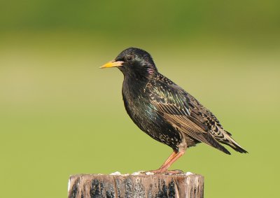 Spreeuw-Common Starling