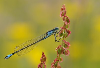 lantaarntjes-Bleu tailed  Damselfly