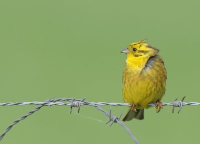 Geelgors-Yellowhammer