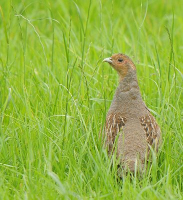 Patrijs-Grey Partridge