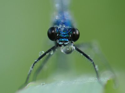 Weidebeekjuffer-Banded Demoiselle