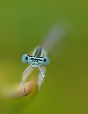 Blauwe breedscheenjuffer-White-legged Damselfly