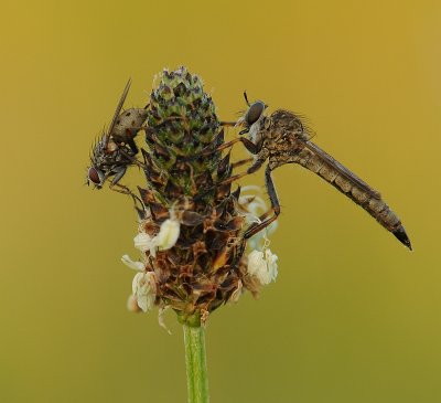 Ringpootroofvlieg-Brown Heath Robberfly