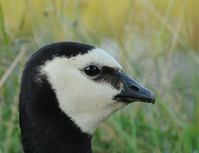 Brandgans- Barnacle Goose