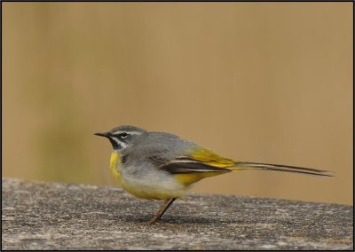 Grote gele kwikstaart- Grey Wagtail