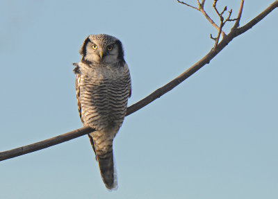 Sperweruil -Hawk Owl