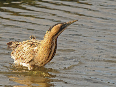 Roerdomp -Great Bittern