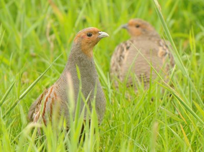 Patrijs-Grey Partridge