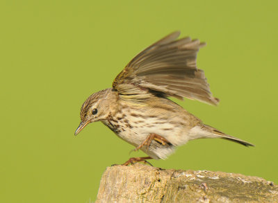 Graspieper-Meadow pipet 