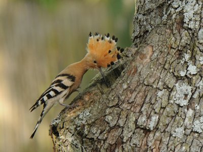 Hop -Eurasian Hoopoe