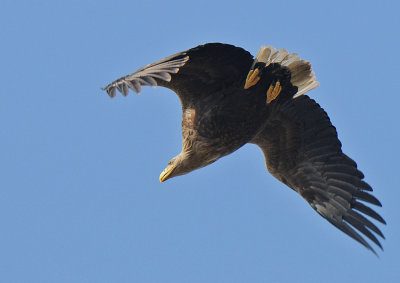 Zeearend -White-tailed Eagle