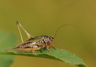 Heidesabelsprinkhaan-Bogbush-cricket