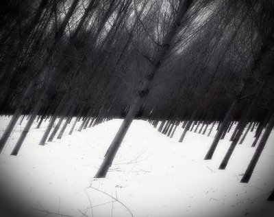 Bare Trees and Snow