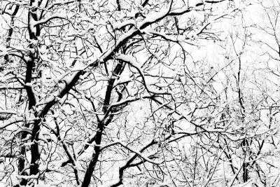 Snow &Trees