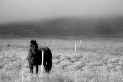 Horse and Fog