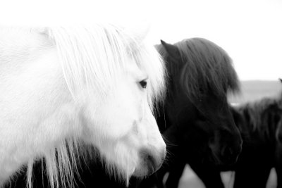 Horses-Closeup
