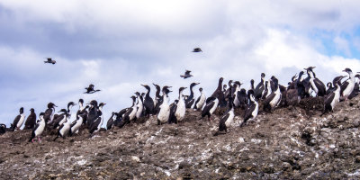 Birds as penguins