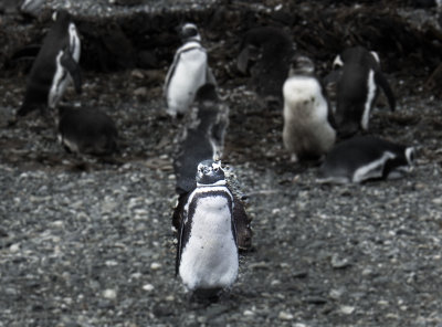 Beagle Penguins
