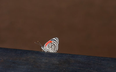 Iguazu Butterfly