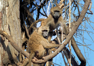 Kenya monkeys