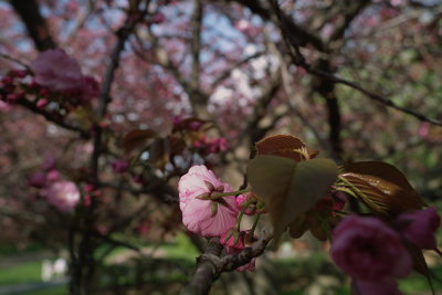 Pink blossom_0277.jpg